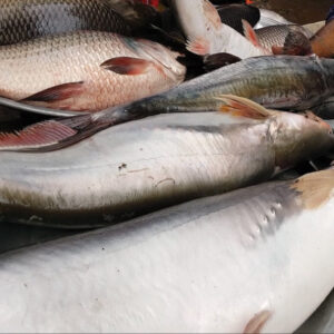 BIG FISH IQF